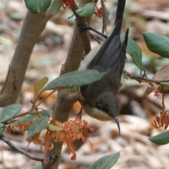 Acanthorhynchus tenuirostris (Eastern Spinebill) at ANBG - 22 Jan 2022 by Steve_Bok