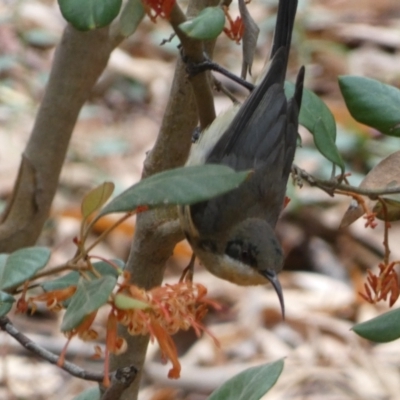 Acanthorhynchus tenuirostris (Eastern Spinebill) at Acton, ACT - 22 Jan 2022 by SteveBorkowskis