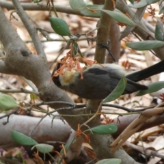 Acanthorhynchus tenuirostris at Acton, ACT - 22 Jan 2022