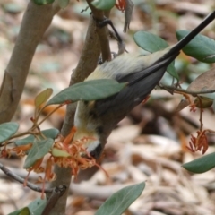 Acanthorhynchus tenuirostris at Acton, ACT - 22 Jan 2022