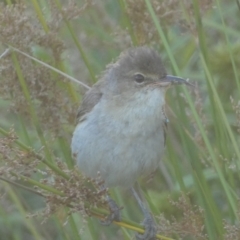 Acrocephalus australis (Australian Reed-Warbler) at Googong, NSW - 22 Jan 2022 by Steve_Bok