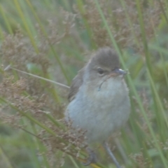 Acrocephalus australis at Googong, NSW - 22 Jan 2022 07:09 PM