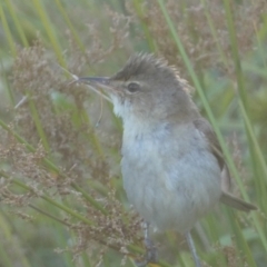 Acrocephalus australis at Googong, NSW - 22 Jan 2022 07:09 PM