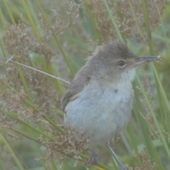 Acrocephalus australis at Googong, NSW - 22 Jan 2022 07:09 PM