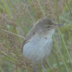 Acrocephalus australis at Googong, NSW - 22 Jan 2022 07:09 PM