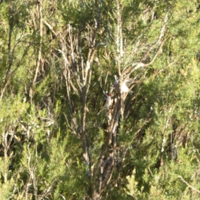 Carduelis carduelis (European Goldfinch) at Googong, NSW - 22 Jan 2022 by Steve_Bok