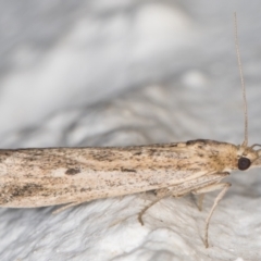 Faveria tritalis (Couchgrass Webworm) at Melba, ACT - 3 Nov 2021 by kasiaaus