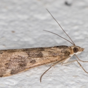 Achyra affinitalis at Melba, ACT - 3 Nov 2021 11:43 PM