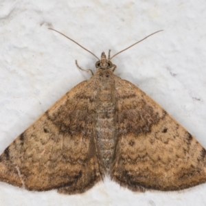 Chrysolarentia mecynata at Melba, ACT - 3 Nov 2021