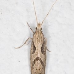 Leuroperna sera (A Plutellid moth) at Melba, ACT - 3 Nov 2021 by kasiaaus