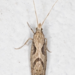 Leuroperna sera (A Plutellid moth) at Melba, ACT - 3 Nov 2021 by kasiaaus