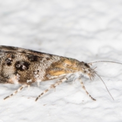 Tebenna micalis (Small Thistle Moth) at Melba, ACT - 3 Nov 2021 by kasiaaus