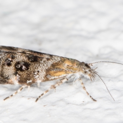 Tebenna micalis (Small Thistle Moth) at Melba, ACT - 3 Nov 2021 by kasiaaus