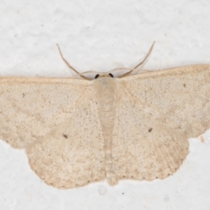 Scopula optivata at Melba, ACT - 3 Nov 2021 11:55 PM