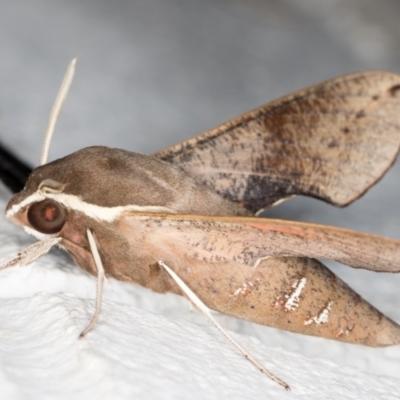 Hippotion scrofa (Coprosma Hawk Moth) at Melba, ACT - 3 Nov 2021 by kasiaaus