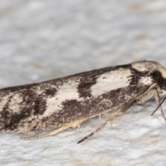 Eusemocosma pruinosa at Melba, ACT - 4 Nov 2021 12:03 AM