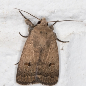 Proteuxoa hypochalchis at Melba, ACT - 4 Nov 2021