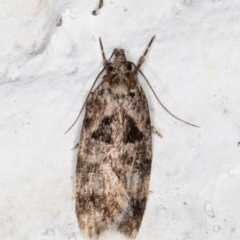 Barea melanodelta (A Barea Moth) at Melba, ACT - 3 Nov 2021 by kasiaaus
