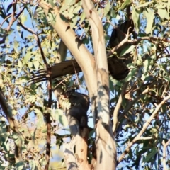 Callocephalon fimbriatum (Gang-gang Cockatoo) at Hughes, ACT - 22 Jan 2022 by LisaH