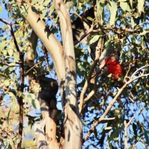 Callocephalon fimbriatum at Hughes, ACT - suppressed