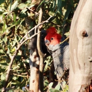 Callocephalon fimbriatum at Hughes, ACT - suppressed