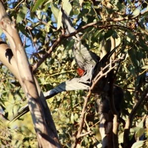 Callocephalon fimbriatum at Hughes, ACT - suppressed