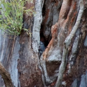 Callocephalon fimbriatum at Hughes, ACT - 22 Jan 2022