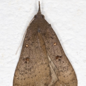 Rhapsa suscitatalis at Melba, ACT - 4 Nov 2021