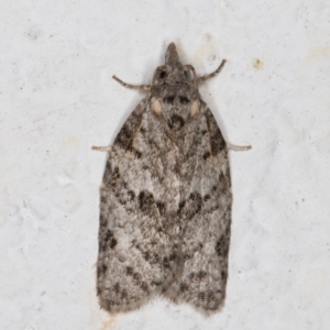 Isotenes miserana at Melba, ACT - 4 Nov 2021 10:12 PM