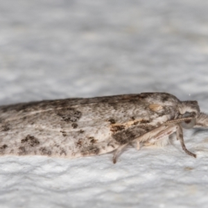 Isotenes miserana at Melba, ACT - 4 Nov 2021 10:12 PM