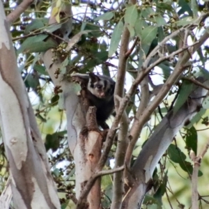 Petaurus notatus at Hughes, ACT - 22 Jan 2022