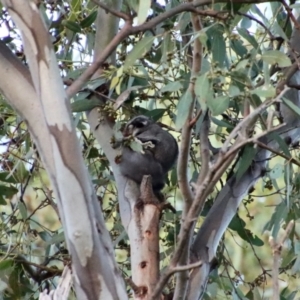 Petaurus notatus at Hughes, ACT - 22 Jan 2022