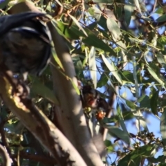 Petaurus notatus at Hughes, ACT - 22 Jan 2022