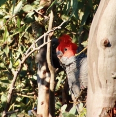 Petaurus notatus at Hughes, ACT - 22 Jan 2022