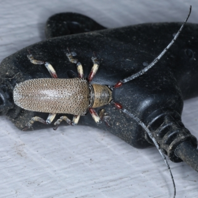 Rhytiphora albospilota (Longhorn beetle) at Lilli Pilli, NSW - 21 Jan 2022 by jb2602