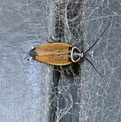 Ellipsidion australe (Austral Ellipsidion cockroach) at Googong, NSW - 22 Jan 2022 by SteveBorkowskis