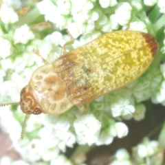 Castiarina testacea (A eucalyptus bud mimic jewel beetle) at Nicholls, ACT - 22 Jan 2022 by Harrisi