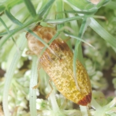 Castiarina testacea at Nicholls, ACT - 22 Jan 2022