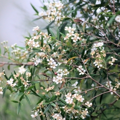 Sannantha pluriflora (Twiggy Heath Myrtle, Tall Baeckea) at Lochiel, NSW - 4 Jan 2022 by KylieWaldon