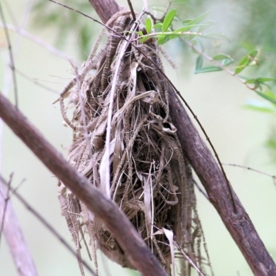 Unverified Small (Robin, Finch, Thornbill etc) by KylieWaldon