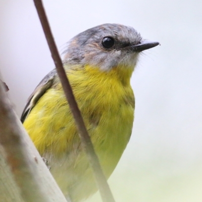 Eopsaltria australis (Eastern Yellow Robin) at Lochiel, NSW - 4 Jan 2022 by KylieWaldon