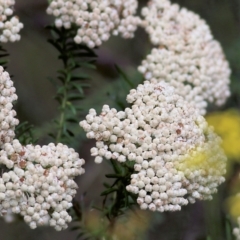Ozothamnus diosmifolius (Rice Flower, White Dogwood, Sago Bush) at Lochiel, NSW - 4 Jan 2022 by KylieWaldon