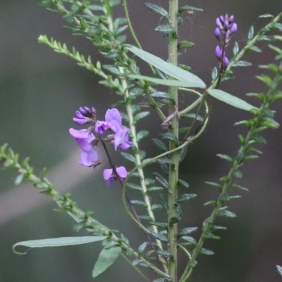 Glycine microphylla (Small-leaf Glycine) at Lochiel, NSW - 4 Jan 2022 by KylieWaldon