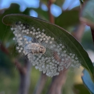 Anestia (genus) at Flynn, ACT - 22 Jan 2022