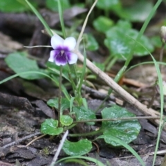 Viola hederacea (Ivy-leaved Violet) at Lochiel, NSW - 4 Jan 2022 by KylieWaldon