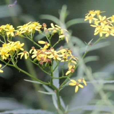 Senecio sp. (A Fireweed) at Lochiel, NSW - 4 Jan 2022 by KylieWaldon