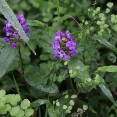 Prunella vulgaris (Self-heal, Heal All) at Lochiel, NSW - 4 Jan 2022 by KylieWaldon