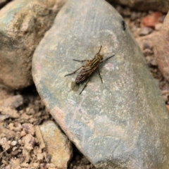 Unidentified True fly (Diptera) at Lochiel, NSW - 4 Jan 2022 by KylieWaldon