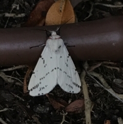 Ardices canescens (Dark-spotted Tiger Moth) at Garran, ACT - 17 Jan 2022 by Tapirlord