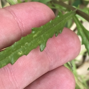 Senecio diaschides at Garran, ACT - 20 Jan 2022